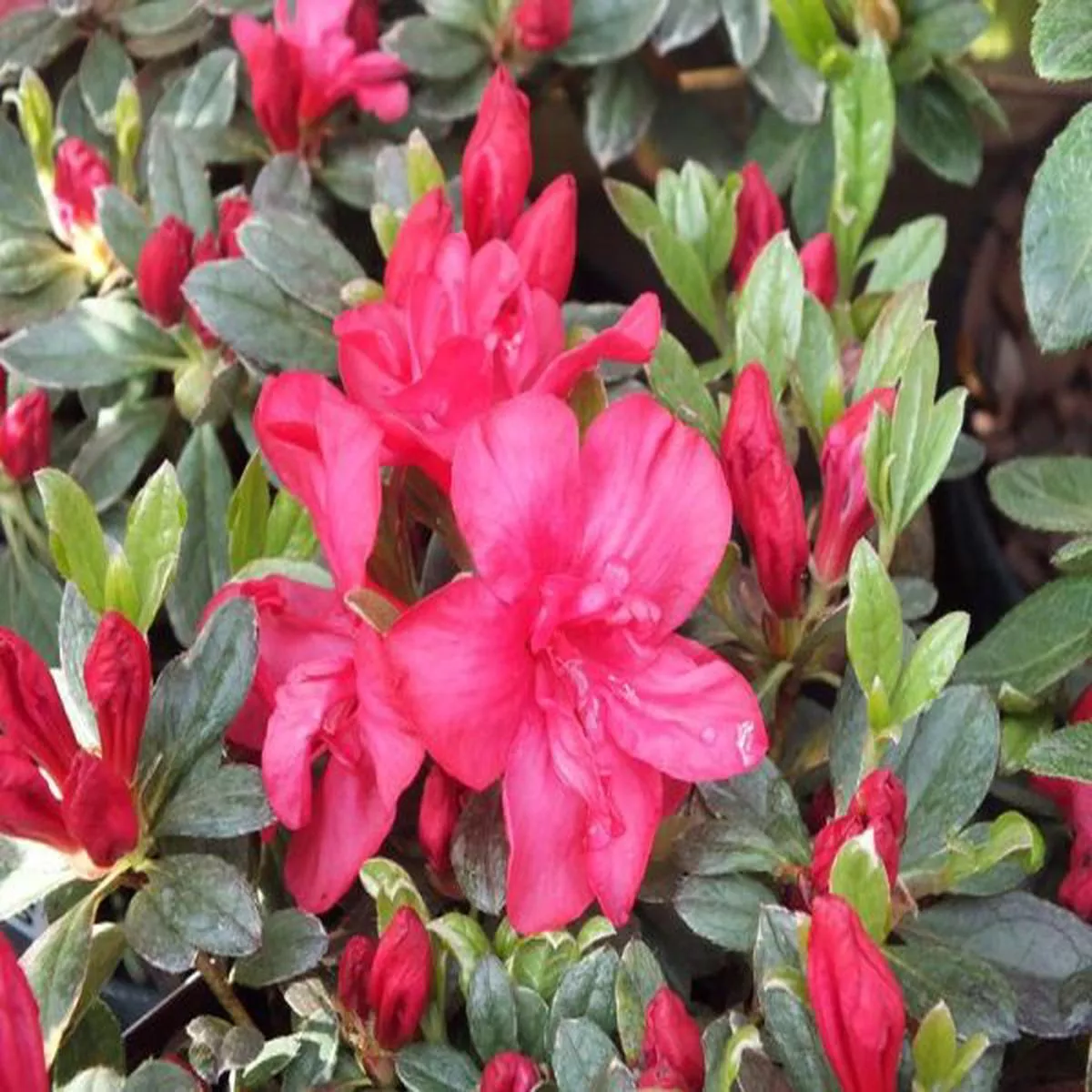 Rhododendron SheilaEvergreen Japanese Azaleas