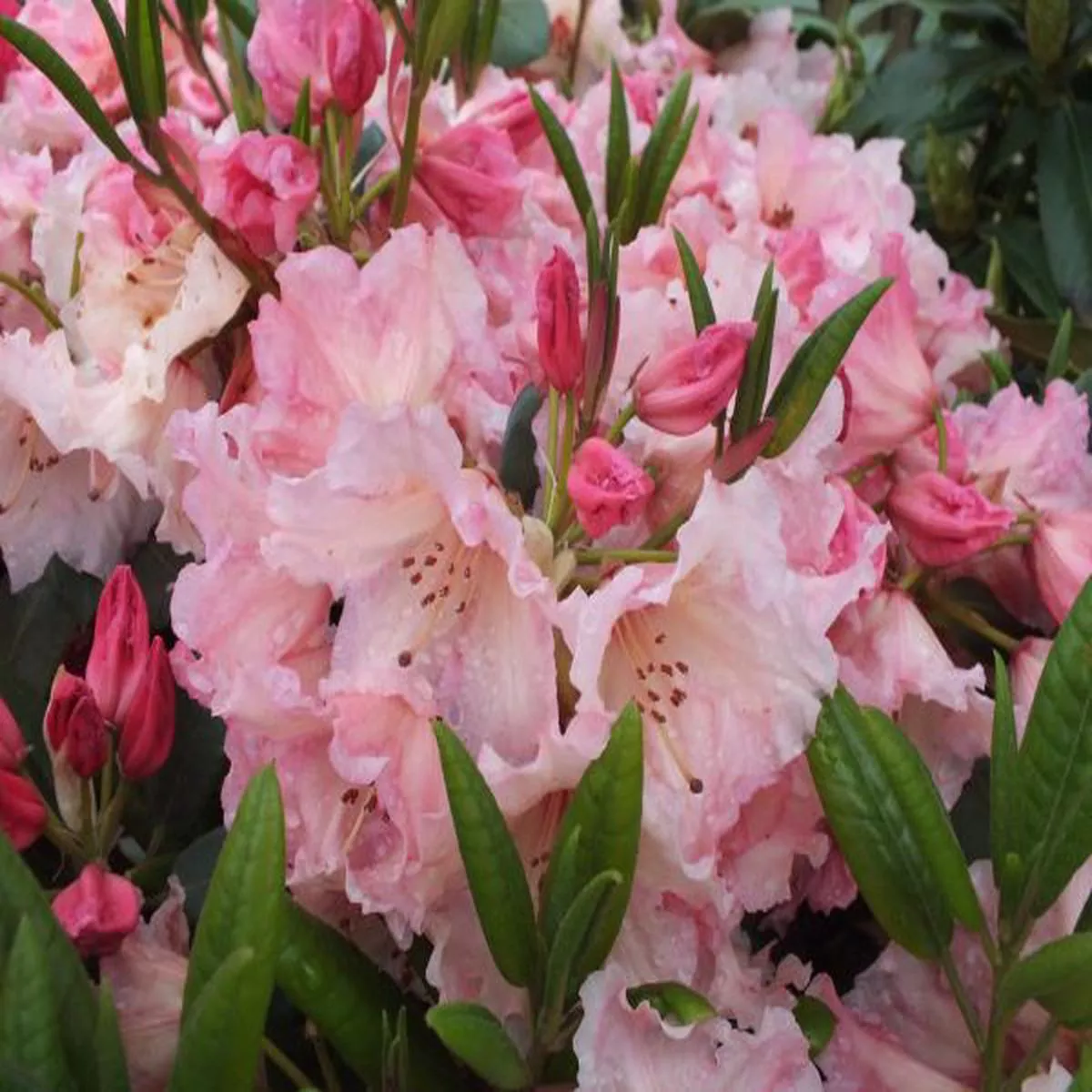 Rhododendron Virginia RichardsLarge Flowered Evergreen Hybrids