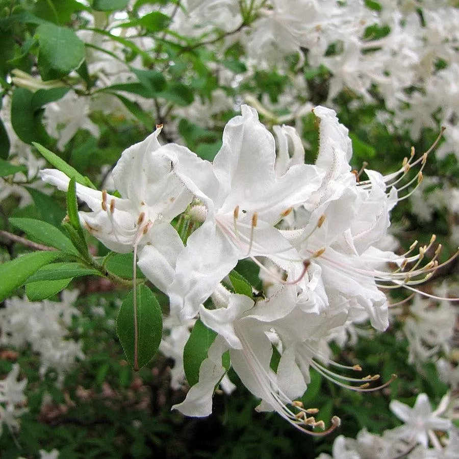 Rhododendron viscosum- Swamp Azalea