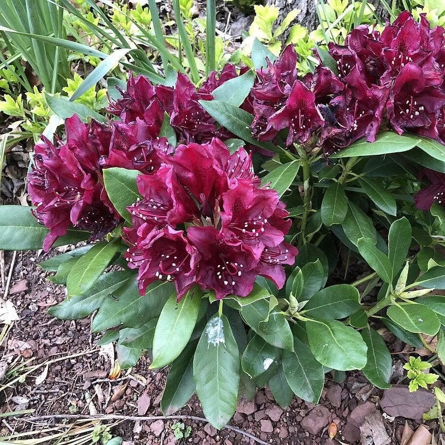 Rhododendron x 'Dark Lord'- Dark Lord Azalea