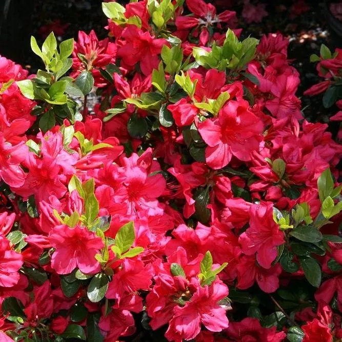 Rhododendron x girard 'Girard's Crimson'- Girard's Crimson Azalea