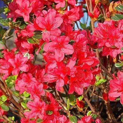 Rhododendron x 'Hino Crimson'- Hino Crimson Azalea
