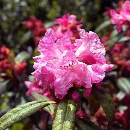 Rhododendron x 'Landmark'- Landmark Rhododendron