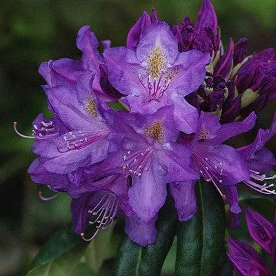 Rhododendron x 'Lee's Dark Purple'- Lee's Dark Purple Rhododendron