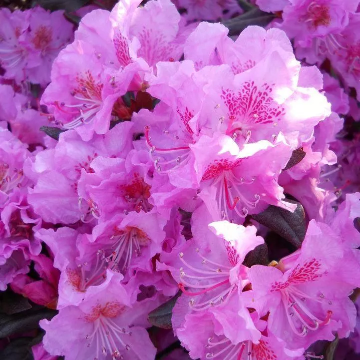 Rhododendron x 'Midnight Ruby'- Midnight Ruby Rhododendron