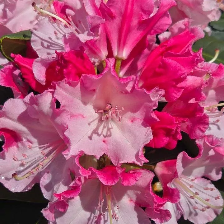 Rhododendron x 'NCRX1'- Dandy Man Color Wheel Rhododendron
