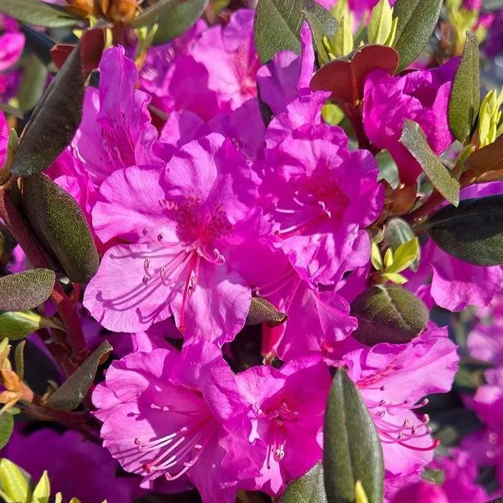 Rhododendron x 'NCRX2'- Black Hat Rhododendron