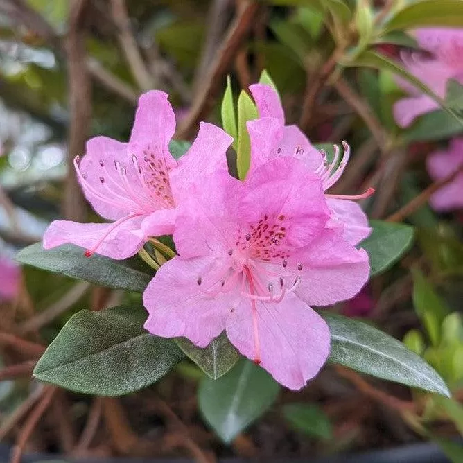 Rhododendron x 'Olga Mezitt'- Olga Mezitt Rhododendron