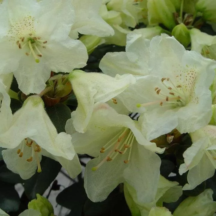 Rhododendron x 'Towhead'- Towhead Rhododendron