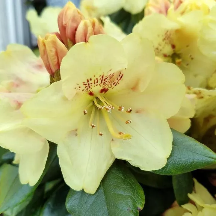Rhododendron yakushimanum Miyama 'Gold Prinz'- Gold Prinz Rhododendron