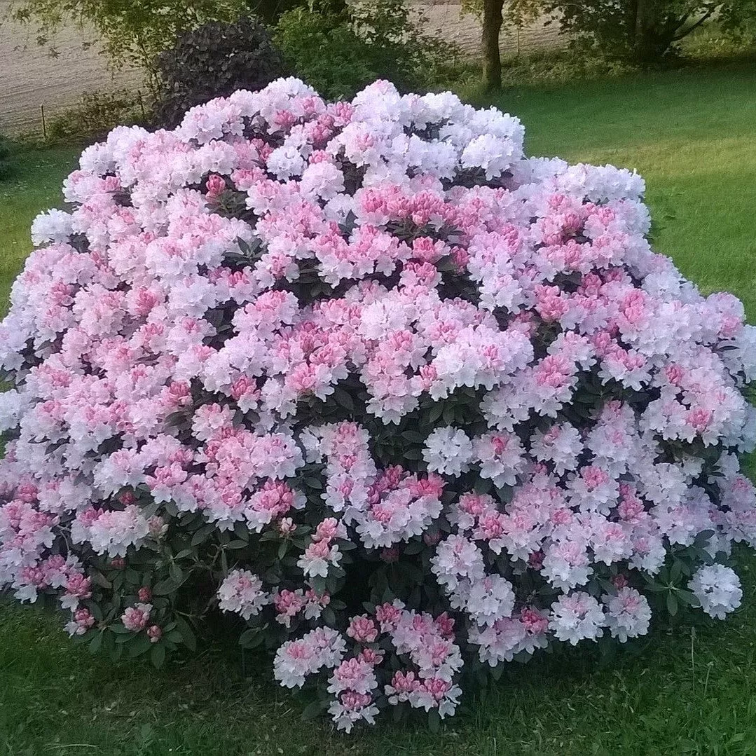 Rhododendron yakushimanum 'Percy Wiseman'- Percy Wiseman Rhododendron