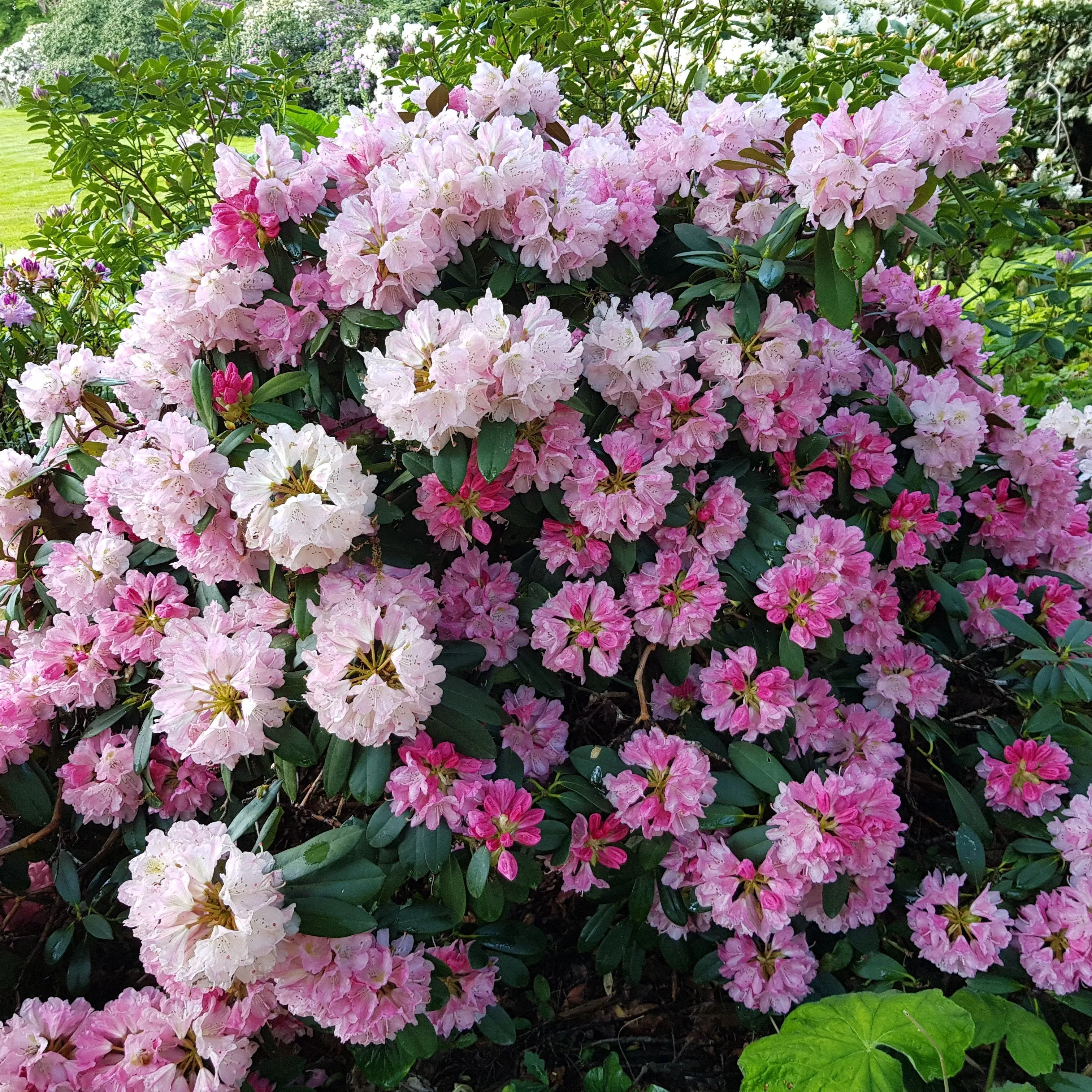 Rhododendron yakushimanum 'Yaku Prince'- Yaku Prince Rhododendron
