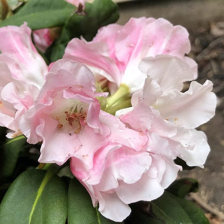 Rhododendron yakushimanum 'Yaku Princess'- Yaku Princess Rhododendron