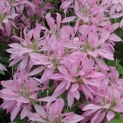 RHODODENDRONKOROMO SHIKIBU-Macrosepalum LAVENDER STRAP-LIKE BLOOMS Zone 6