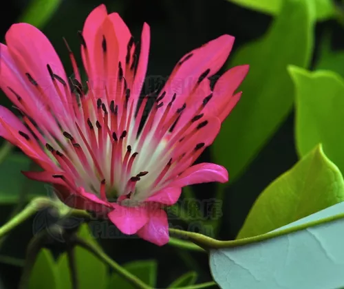 Rhodoleia championii seeds
