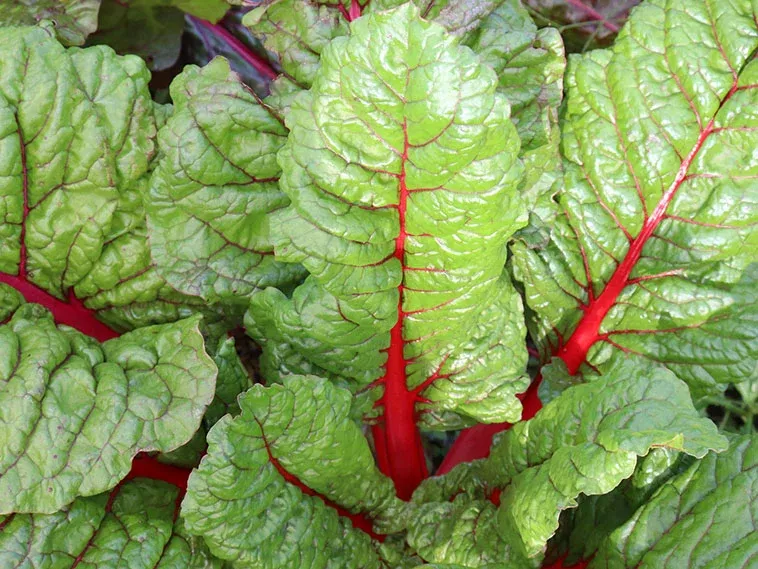 Rhubarb Supreme Organic Chard Seeds