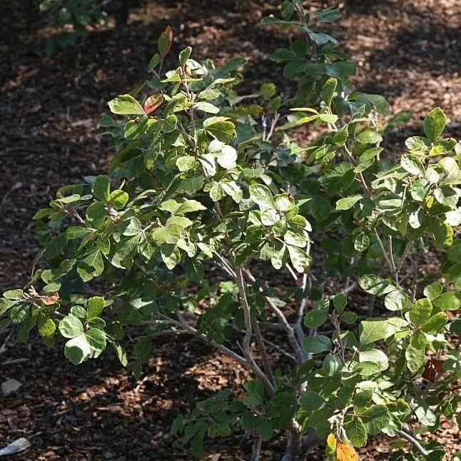 Rhus aromatica 'Gro-Low'- Gro-Low Fragrant Sumac