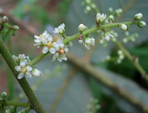 Rhus chinensis seeds