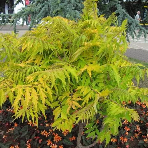 Rhus typhina 'Bailtiger'- First Editions Tiger Eyes Staghorn Sumac