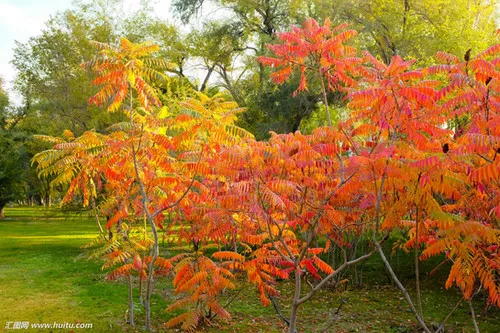 Rhus Typhina