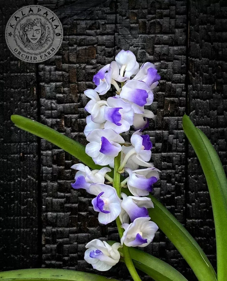 Rhy. coelestis- Blooming Size