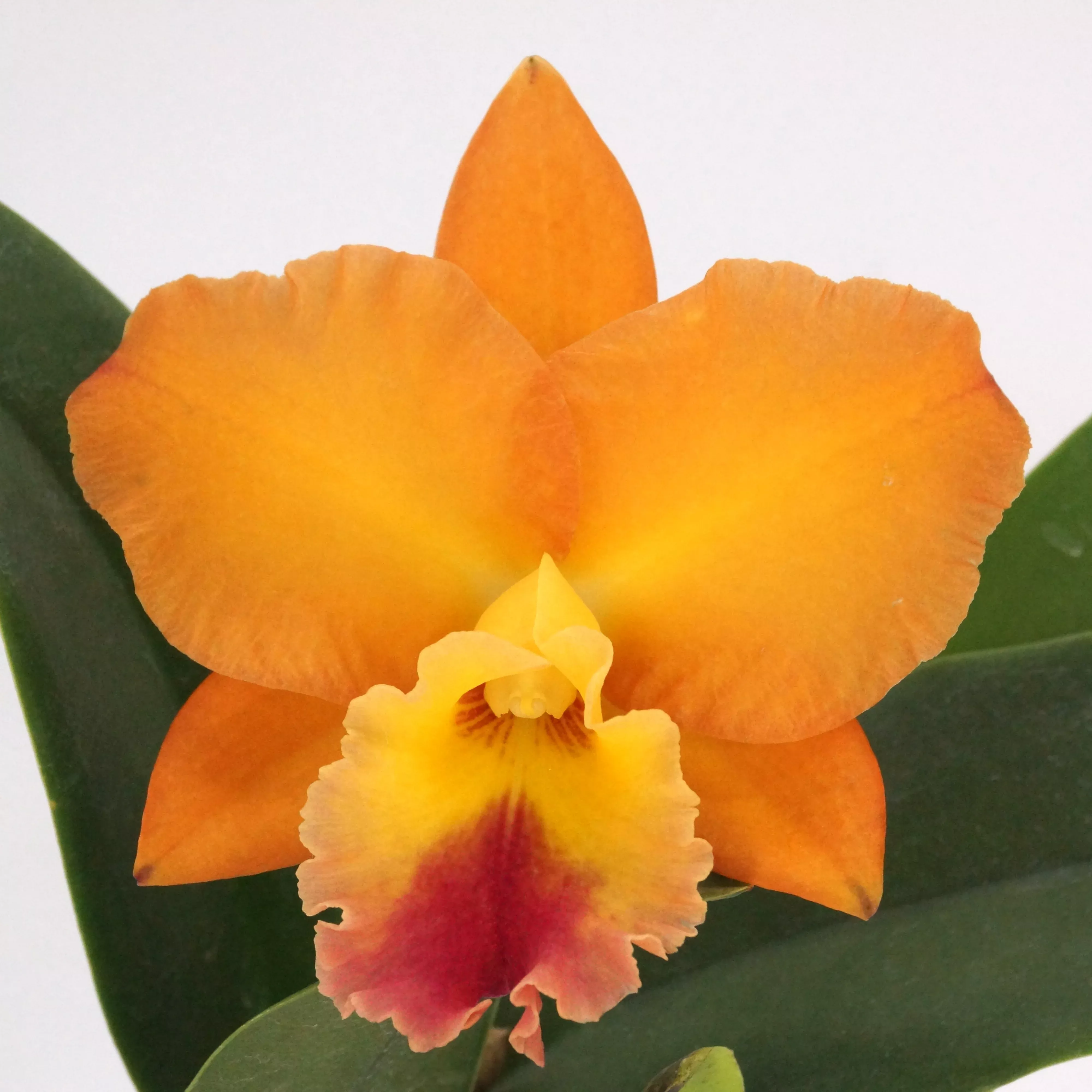 Rhyncattleanthe (Rth.) Golden Passion