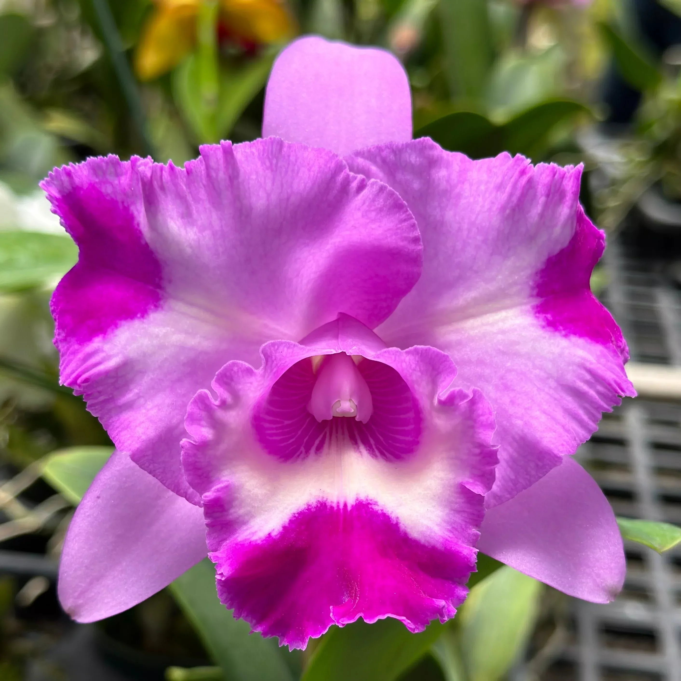 Rhyncholaeliocattleya Island Charm 'Elizabeth' Blooming size