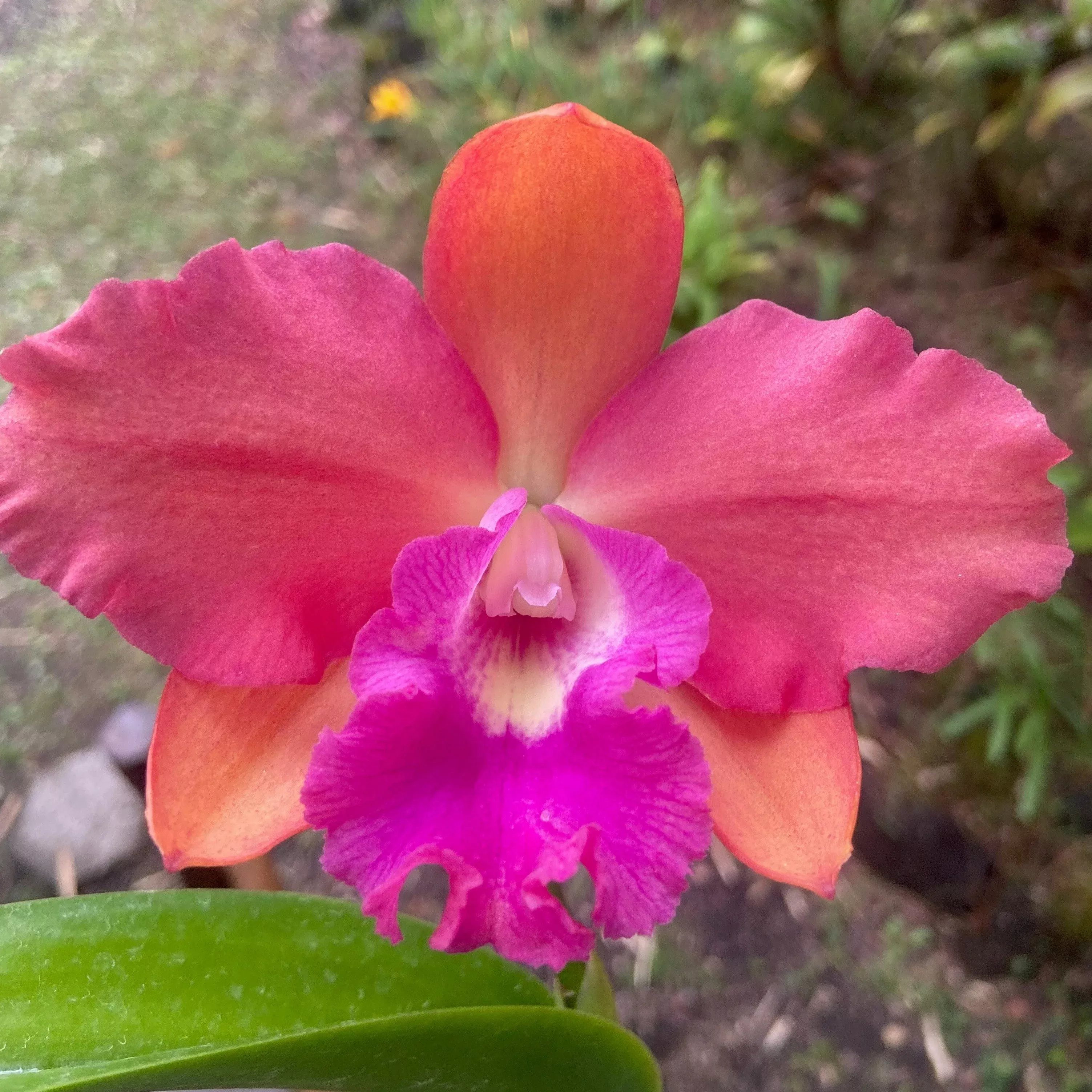 Rhyncholaeliocattleya (Rlc.) Aka's Art