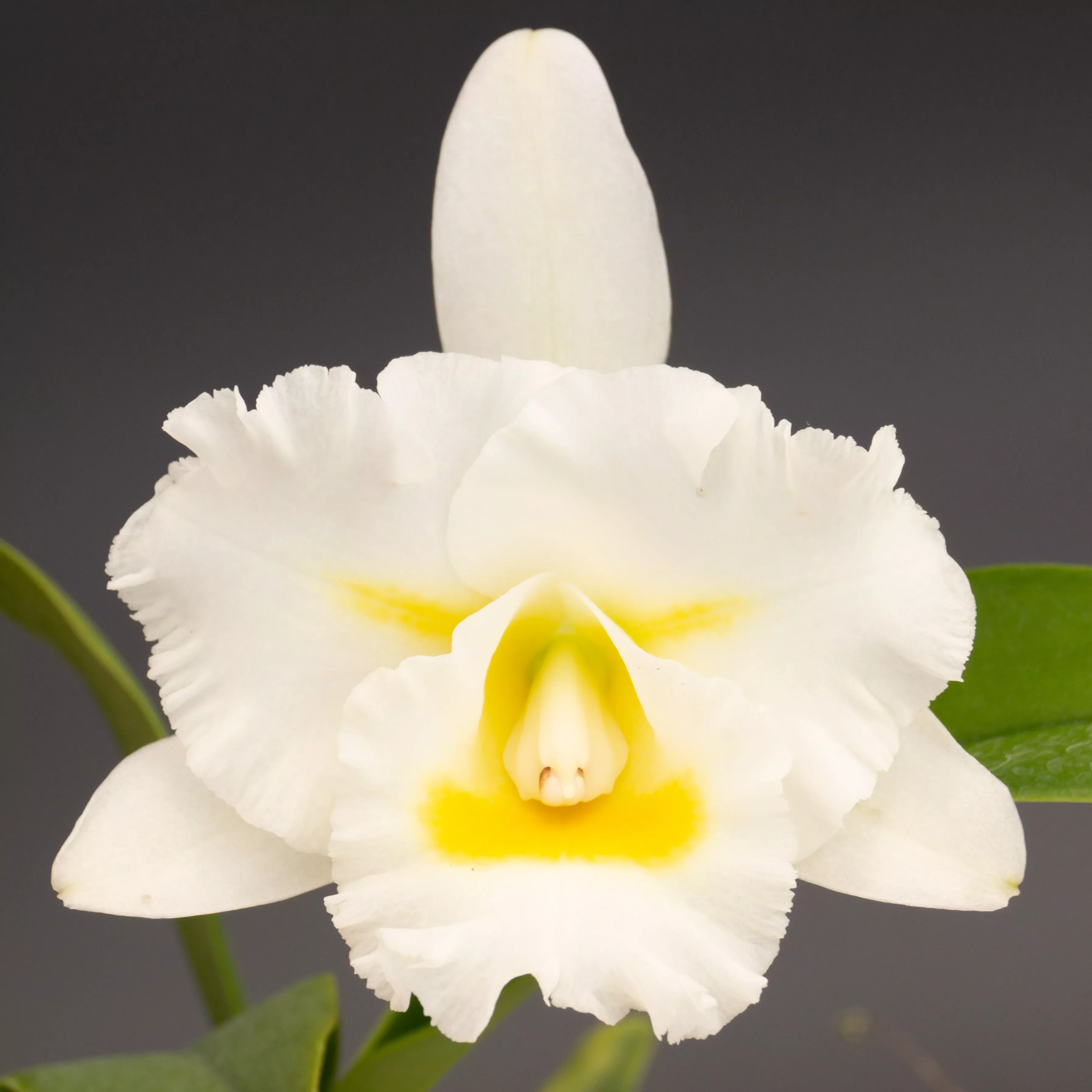 Rhyncholaeliocattleya (Rlc.) Island Charm 'OC'