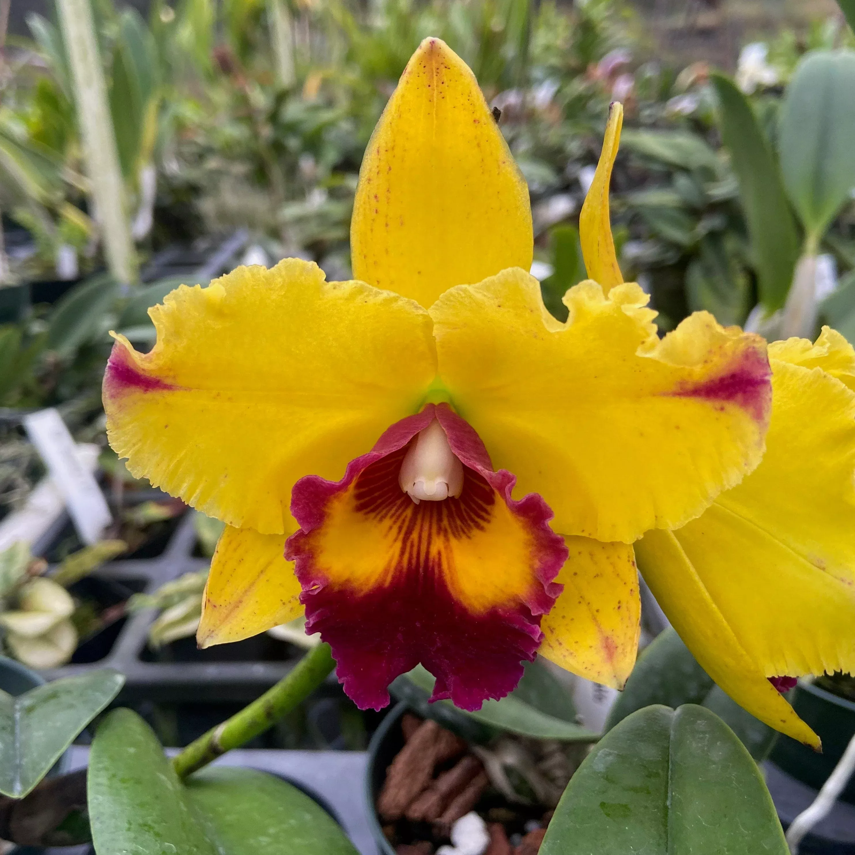 Rhyncholaeliocattleya (Rlc.) Kristy Manmoto