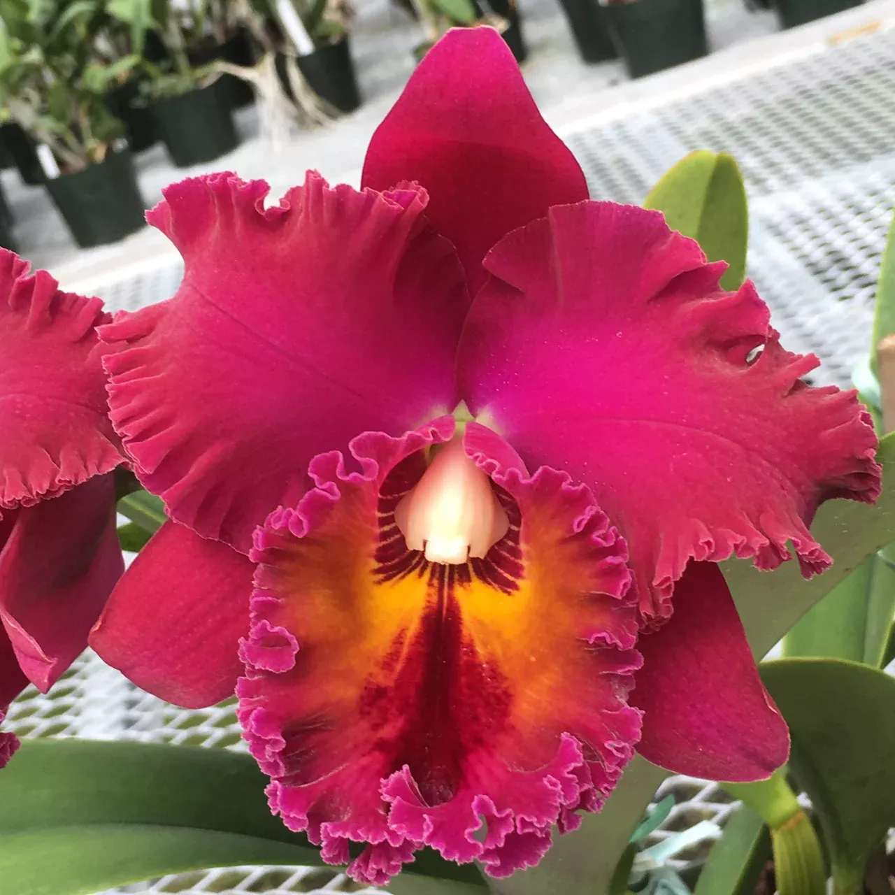 Rhyncholaeliocattleya (Rlc.) Kyoko Takahashi 'Volcano Queen'