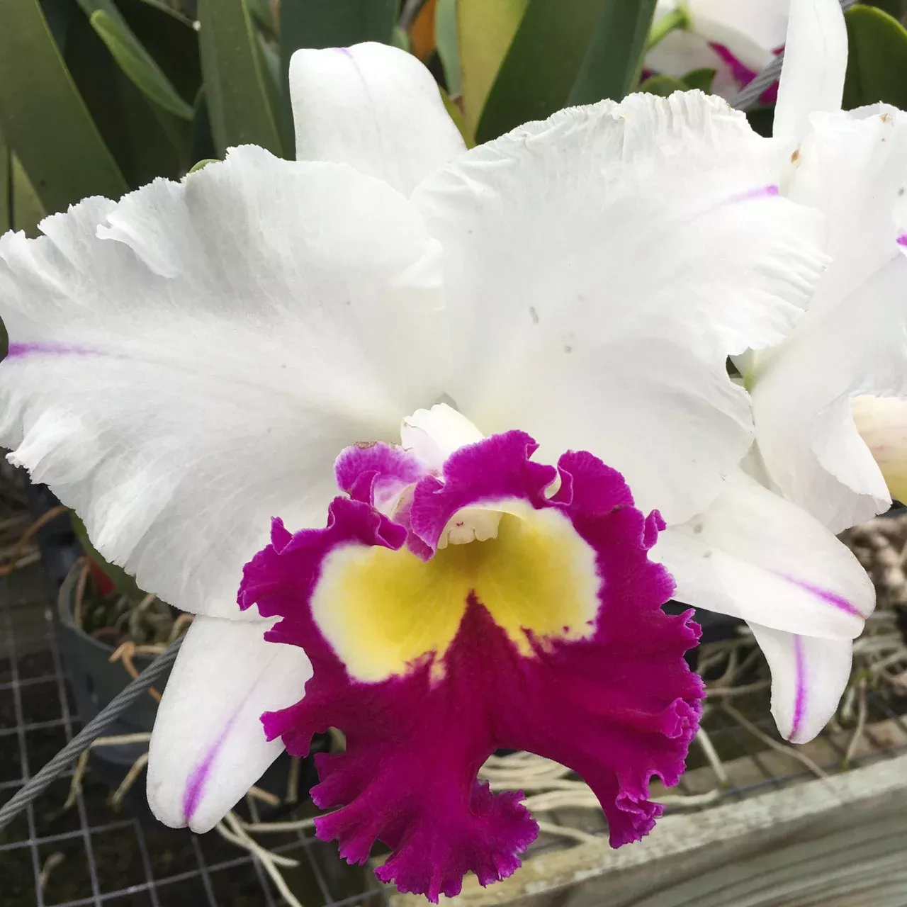 Rhyncholaeliocattleya (Rlc.) Mori Akatsuka 'Kira'