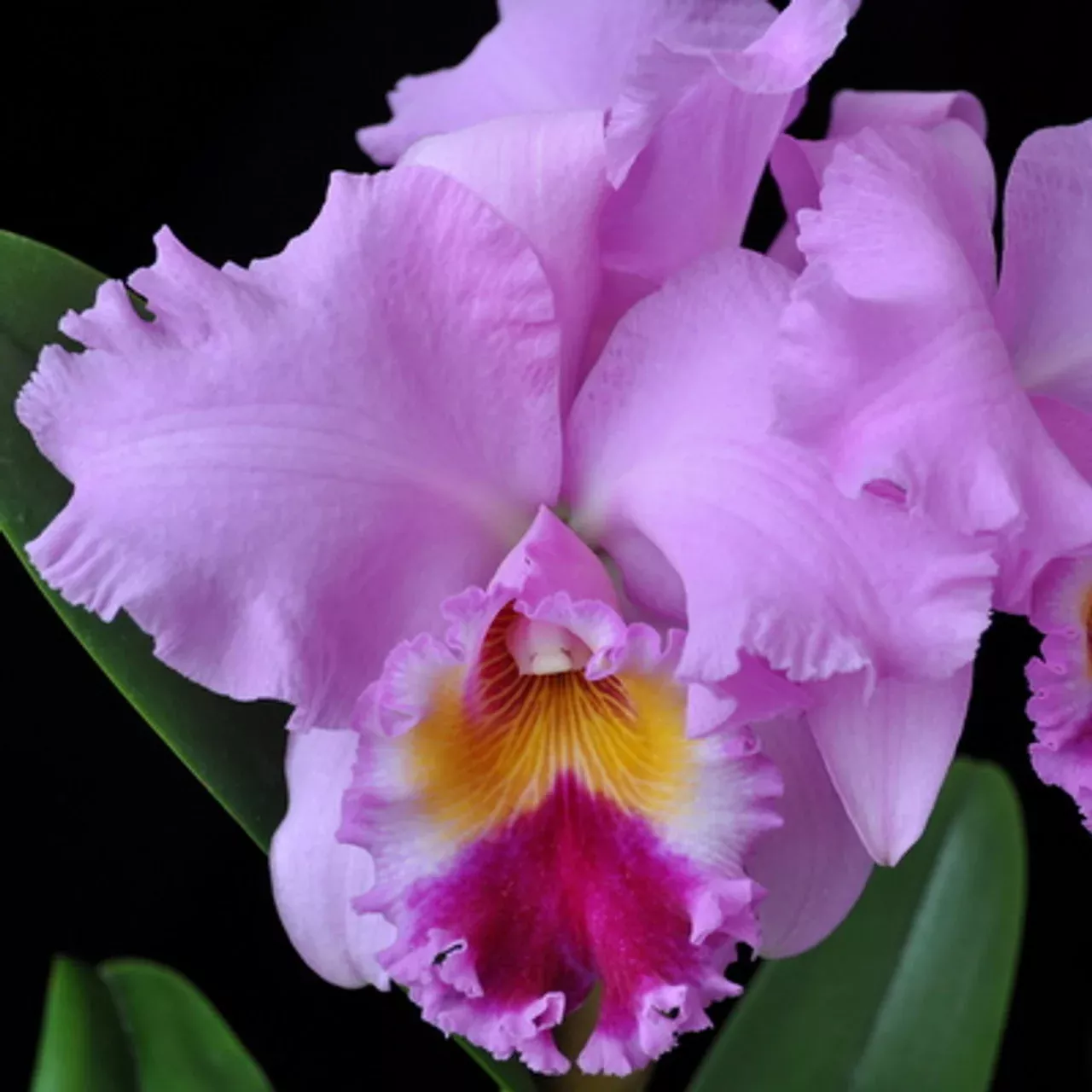 Rhyncholaeliocattleya (Rlc.) Nana Honda 'Volcano Queen'
