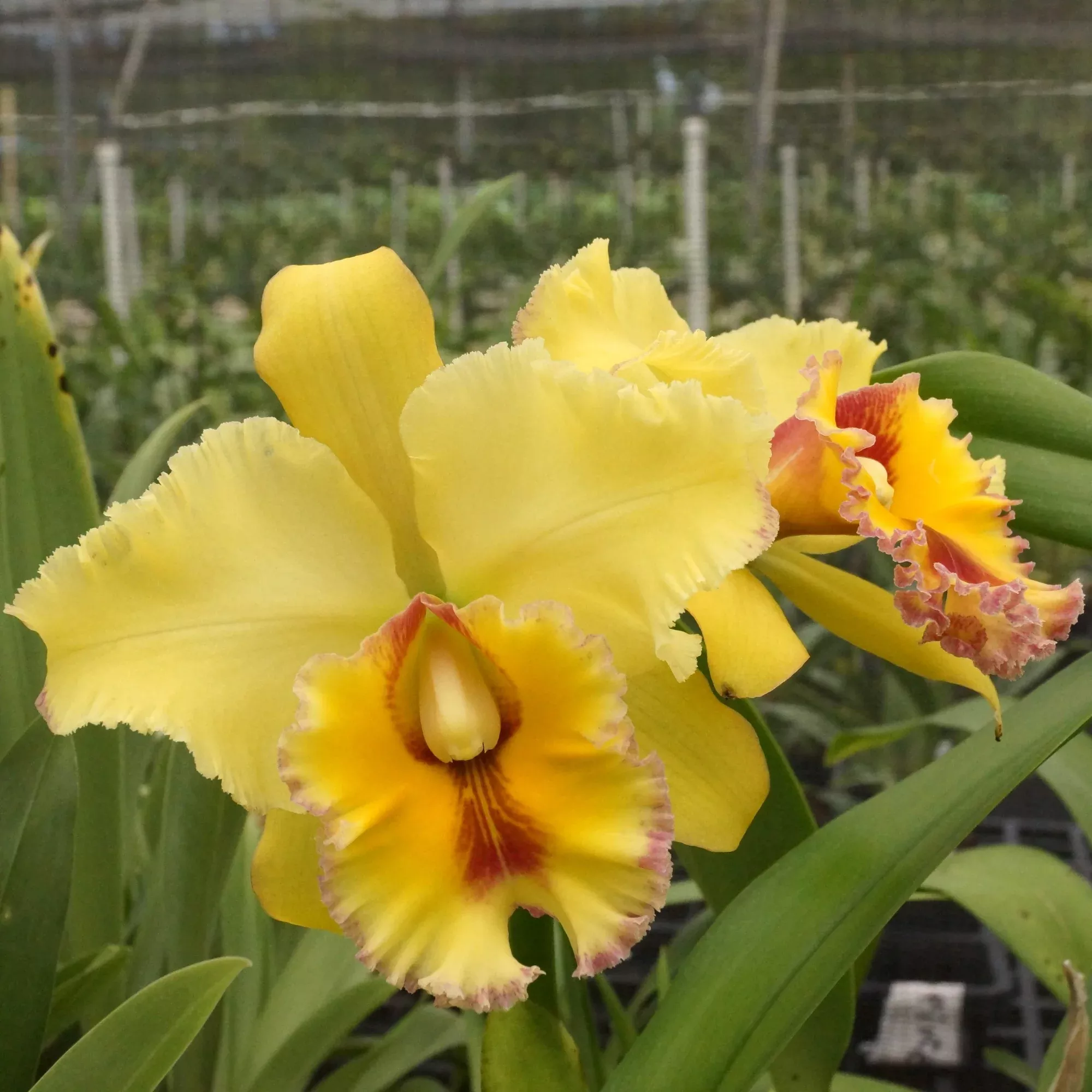 Rhyncholaeliocattleya (Rlc.) Volcano Classic 'Volcano Queen'