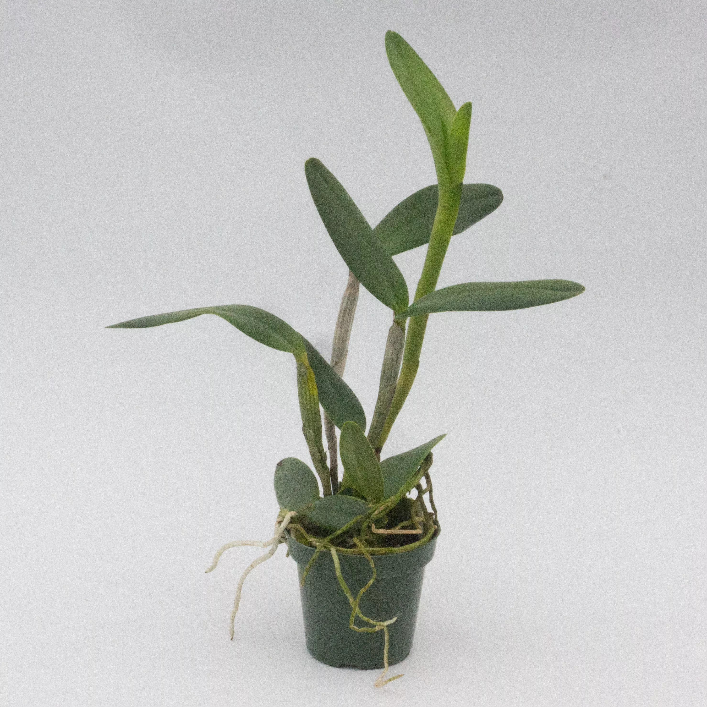 Rhyncholaeliocattleya (Rlc.) Yen Surprise 'Seiko'