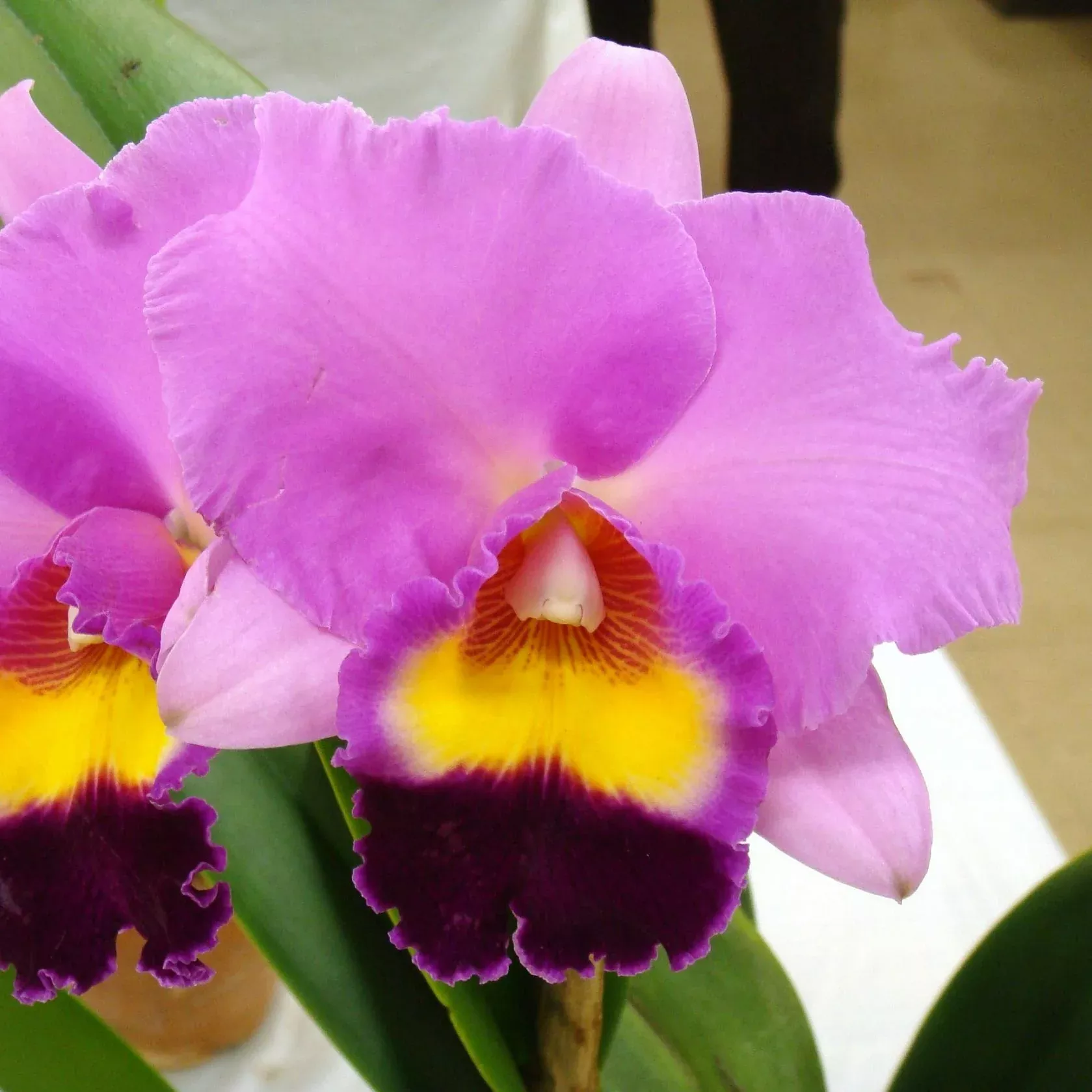 Rhyncholaeliocattleya Tokyo Bay 'Victory'
