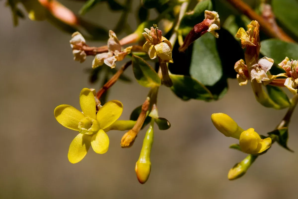 Ribes aureum 25 Seeds - Golden Currant