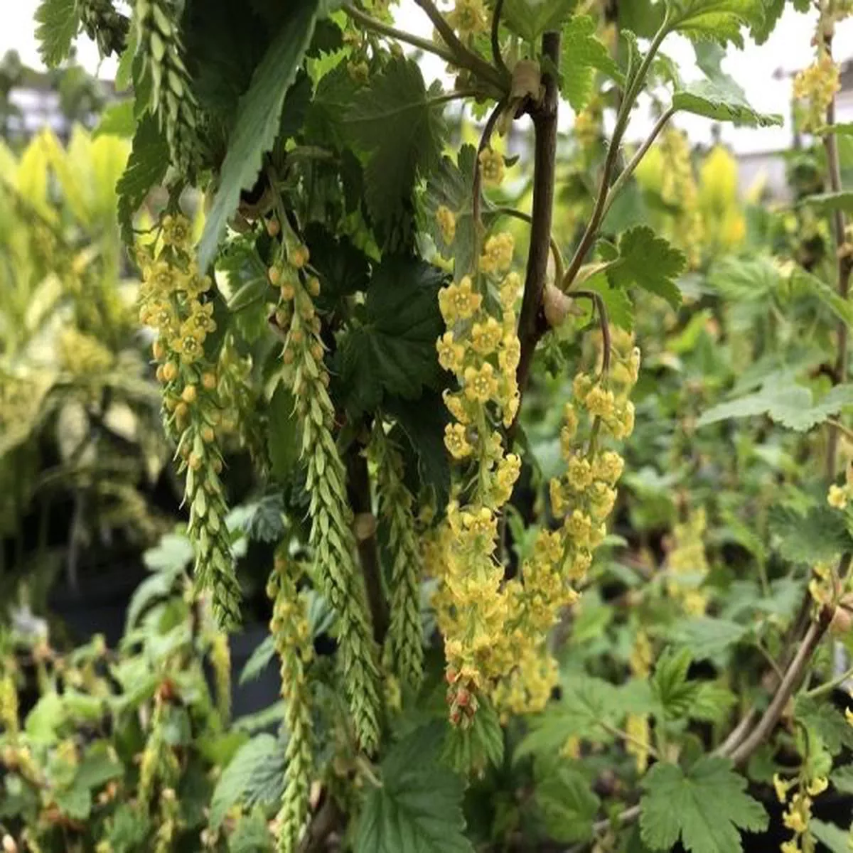 Ribes magellanicaFlowering Currant