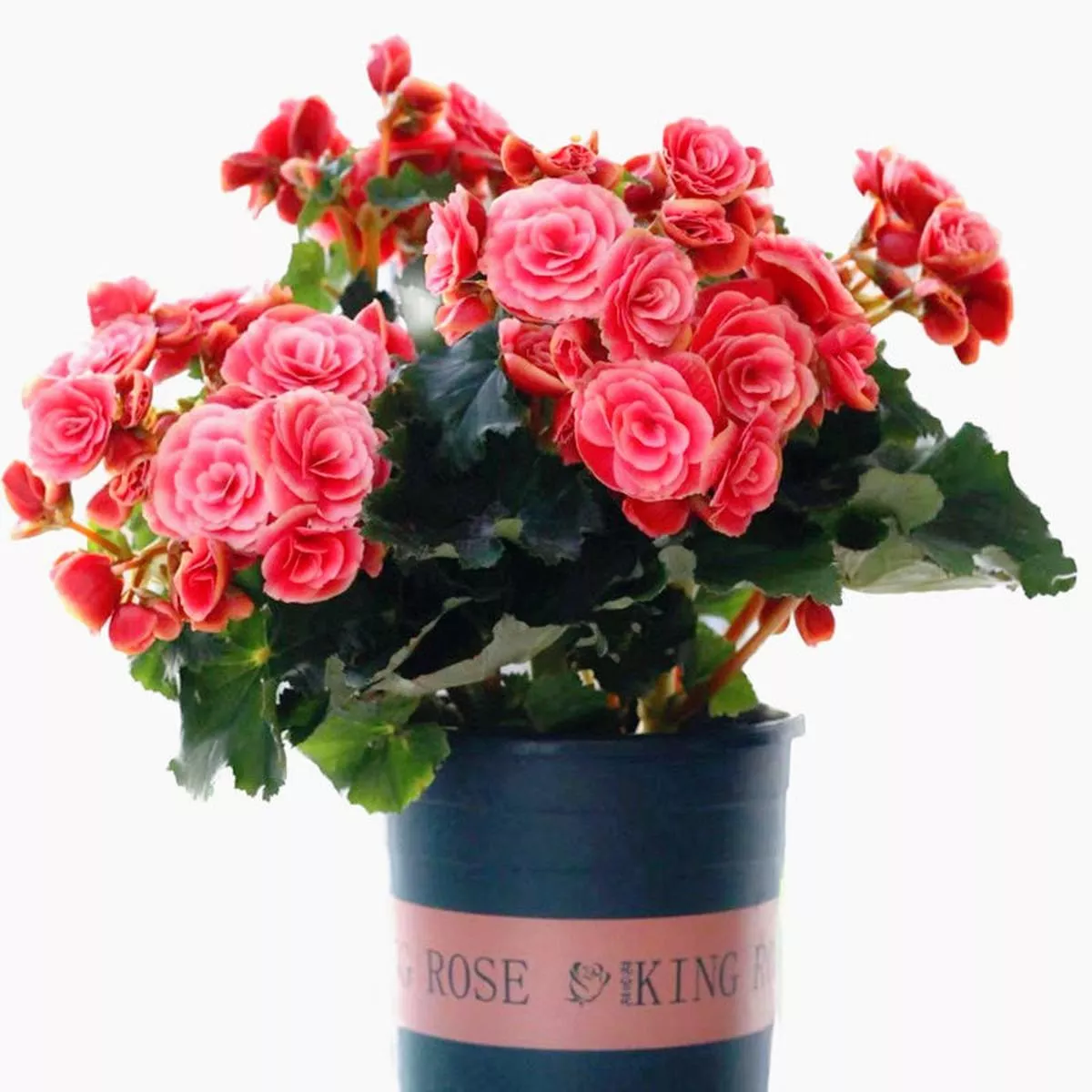 Rieger Begonia – Pink | 10-Pot