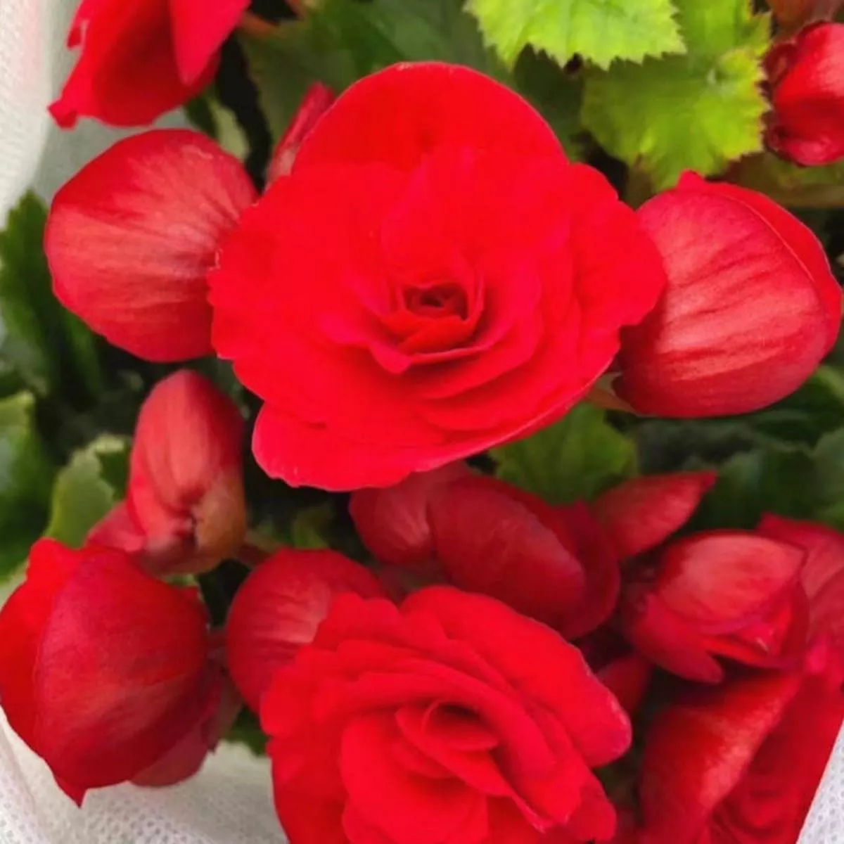 Rieger Begonia – Red | 1-Pot
