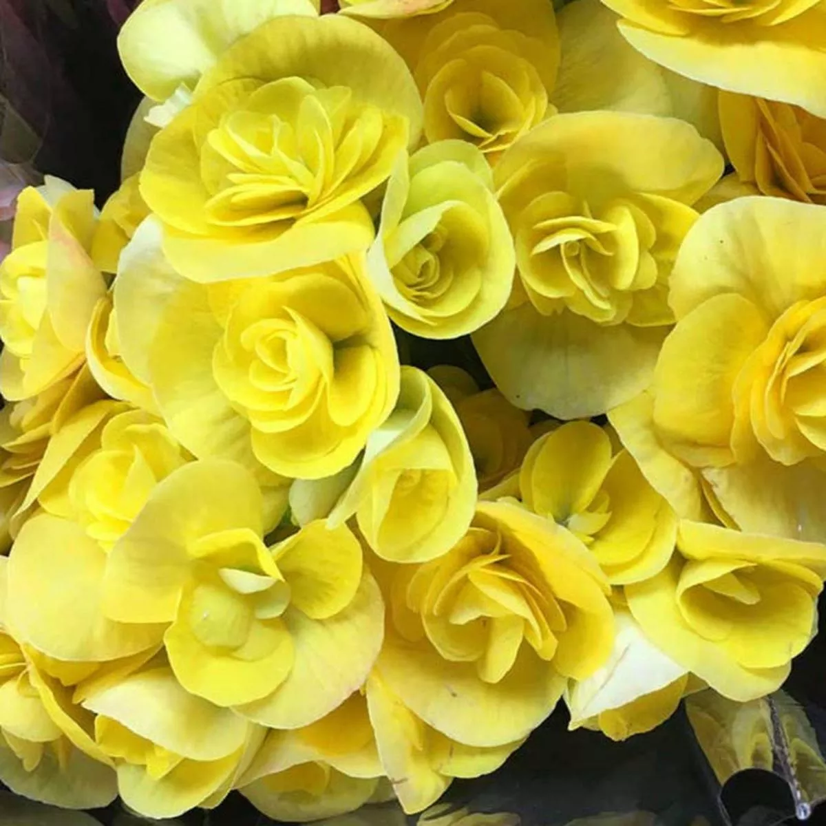 Rieger Begonia – Yellow | 1-Pot