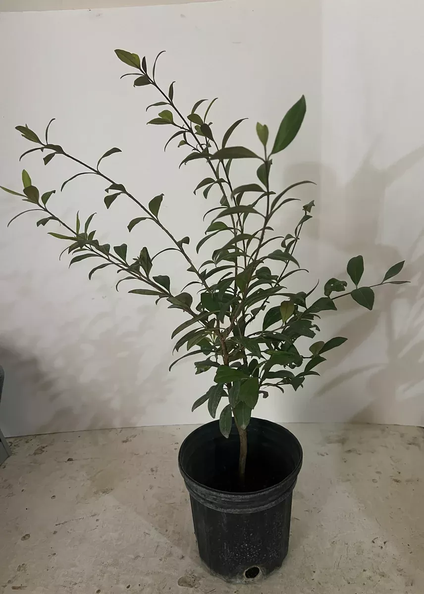 Rio Grand Cherry SeedlingTree 1 Gallon Pot