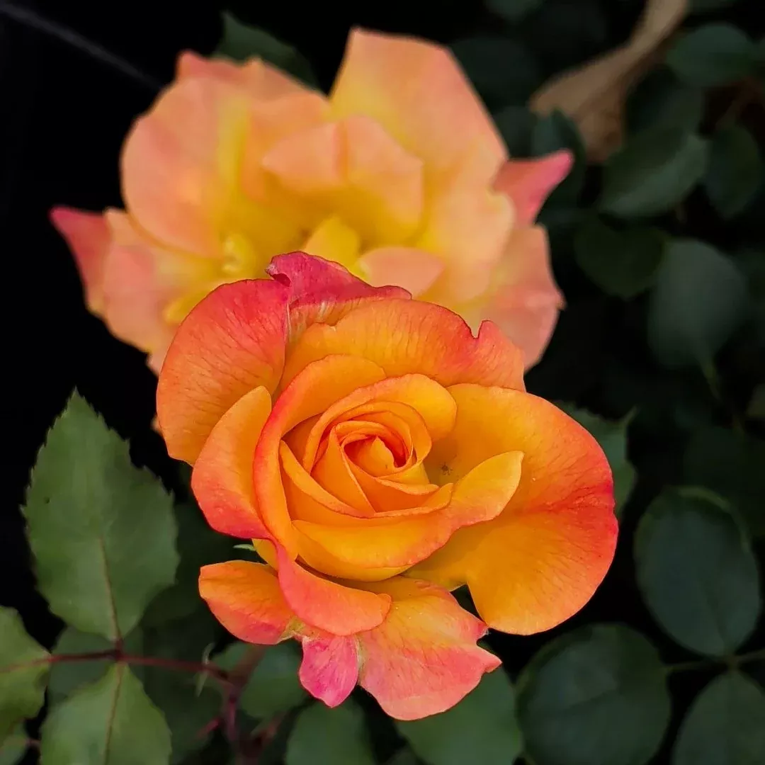 Rio Samba Orange Yellow Rose Tree