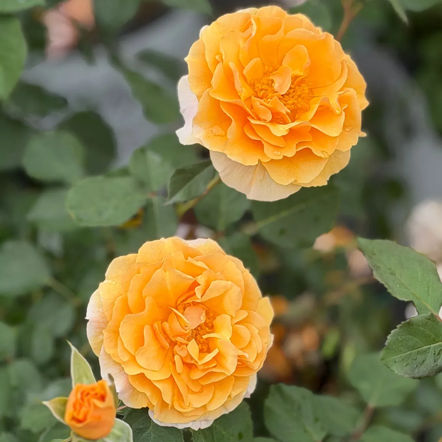 Rise Up Amberness Mini Climber Rose