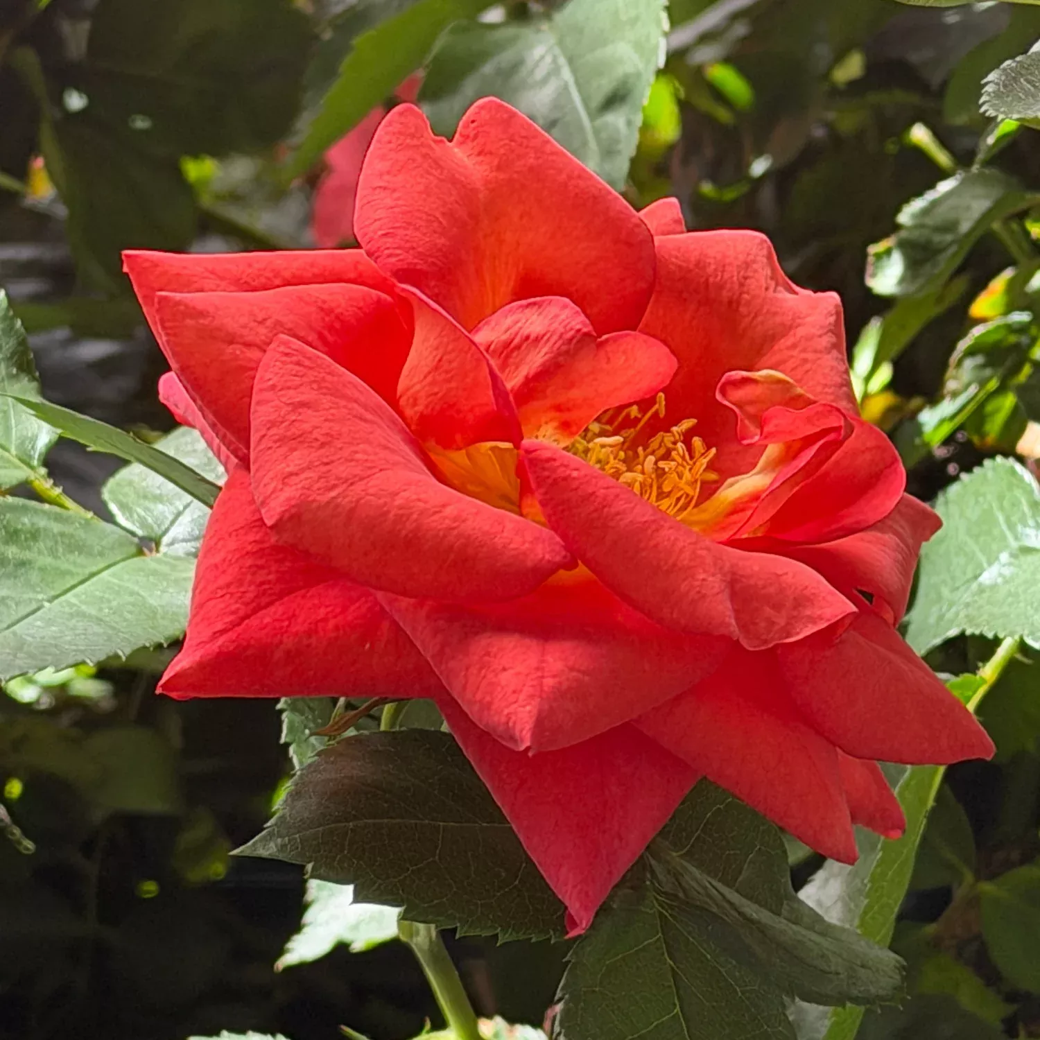 Rise Up Emberays Climbing Rose