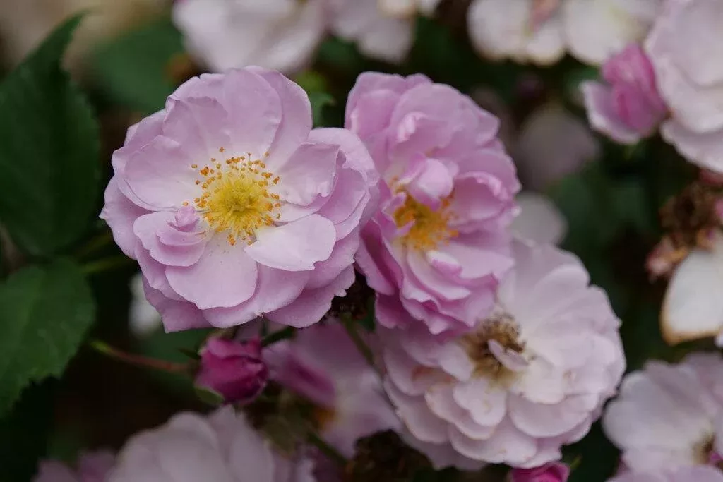 Rise Up Lilac Days Mini Climber Rose