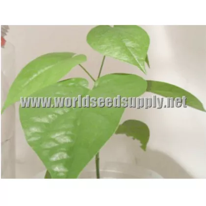 Rivea Corymbosa (Ololiuqui) – Live Plant
