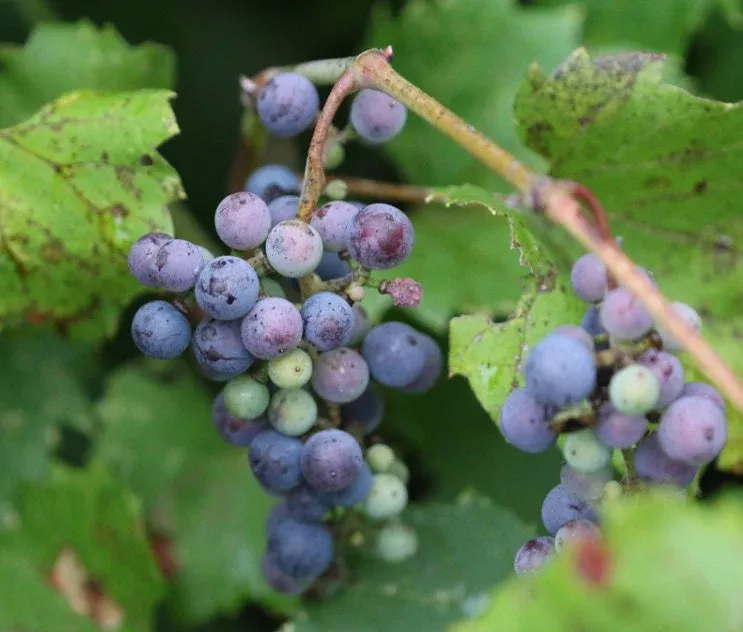 Riverbank Grape Seeds