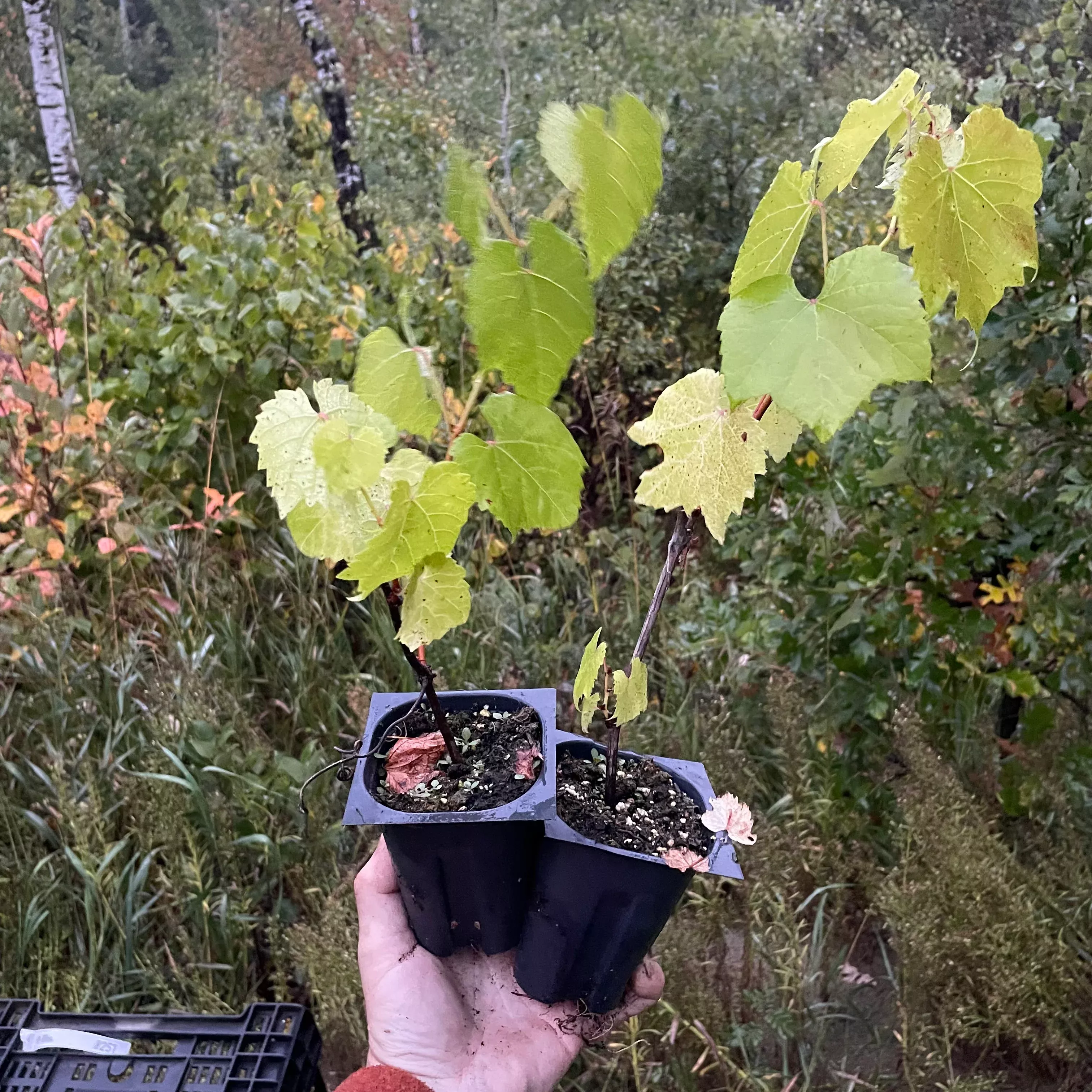 Riverbank Grape