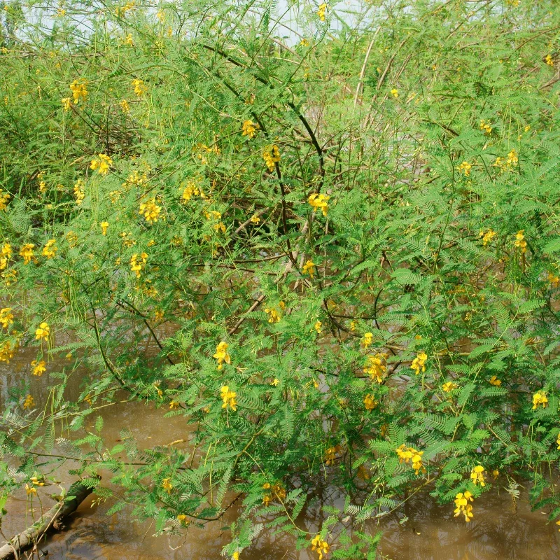 Riverhemp Sesbania Seeds (Sesbania sesban) Nitrogen-fixing shrub with yellow flowers; excellent for soil improvement, erosion control, and agroforestry systems